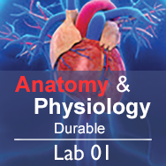 Anatomy & Physiology Lab 01: Anatomical Language - Durable