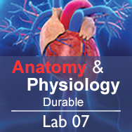 Anatomy & Physiology Lab 07: The Integumentary System - Durable