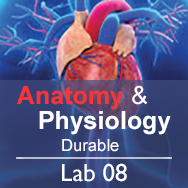 Anatomy & Physiology Lab 08: The Skeletal System - Durable