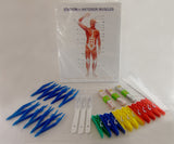 Anatomy & Physiology Lab 09: The Muscular System - Durable