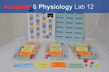 Anatomy & Physiology Starter Kit